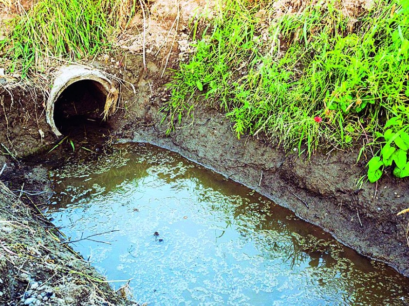 Akola: Dr. Punjababrao Deshmukh Agricultural University will use wastewater for crops! | अकोला : डॉ. पंजाबराव देशमुख कृषी विद्यापीठ पिकांसाठी वापरणार सांडपाणी!