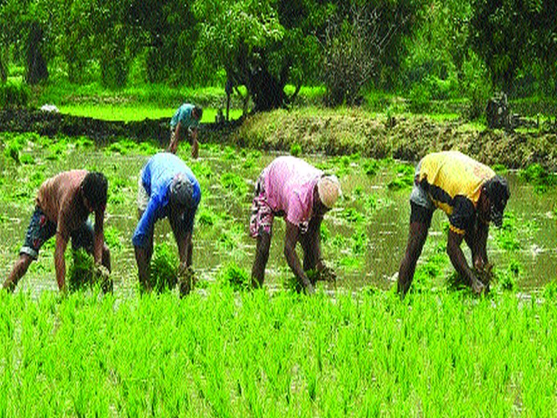 Increase in crop acreage in Mhasla taluka; Servants tend towards agriculture | म्हसळा तालुक्यात पीक लागवड क्षेत्रात वाढ; चाकरमान्यांचा शेतीकडे कल