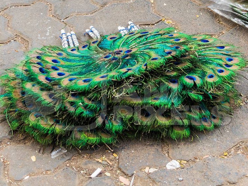 'GST levied on sale of protected peacock feathers'; Forest department squads also confused | 'संरक्षित मोर पंखाच्या विक्रीवर जीएसटी वसूल'; वनविभागाचे पथकही चक्रावले