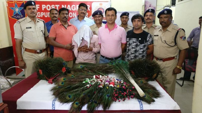 Nagpur railway station: The accused arrested with 16 thousand peacocks feathers | नागपूर रेल्वेस्थानक : १६ हजार मोरपंखासह आरोपीला अटक