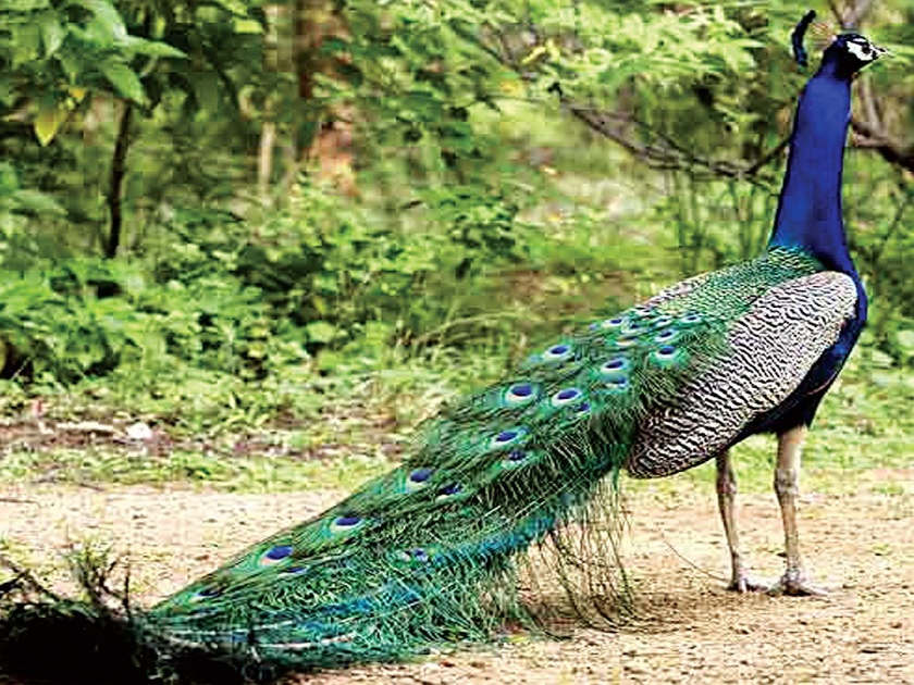 Peacocks are rare in Akole taluka | अकोले तालुक्यात मोरांचे दर्शन झाले दुर्लभ