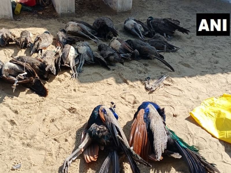 Shocking! 23 peacocks killed by poison experiment, farmer arrested | धक्कादायक! विष प्रयोगाने तब्बल 23 मोरांचा मृत्यू, शेतकऱ्याला अटक