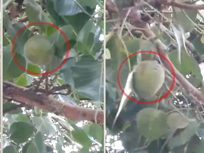 mango twig stuck on peepal after breaking in storm people made a video with wrong message | VIDEO: काय सांगता, पिंपळाला लागलाय आंबा? व्हिडीओ तुफान व्हायरल झाला अन् भलताच प्रकार समोर आला