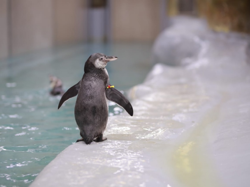baby humboldt penguin newest member family byculla zoo pdc | राणीच्या बागेत चिमुकली पावले; पेंग्विन कक्षात दुसऱ्यांदा पाळणा हलला