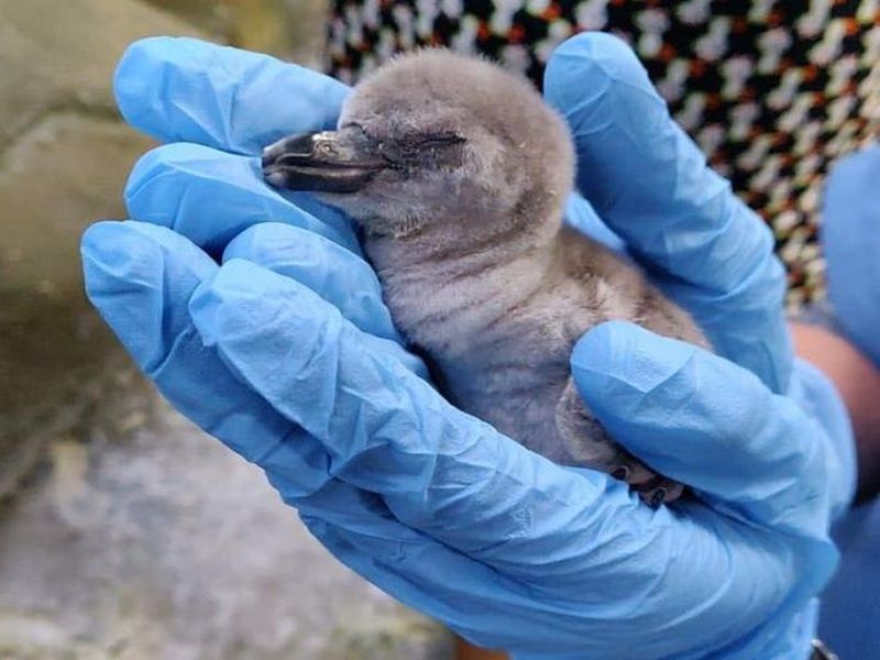 Death of penguins born in Veermata Jijabai udyan | राणीच्या बागेतील पेंग्विनचे पिल्लू ठरले अल्पायुषी, भारतात जन्मलेल्या पहिल्या पेंग्विनचा मृत्यू