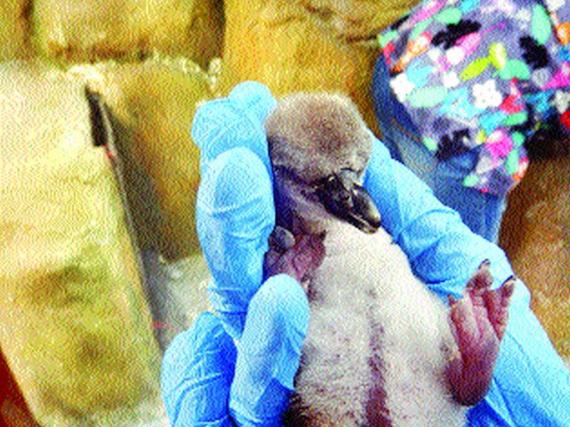 Doctor & employees to eyes on Baby Penguin's health | बेबी पेंग्विनच्या दिमतीला डॉक्टर, कर्मचाऱ्यांची फौज