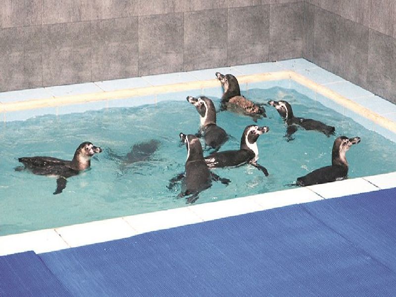 Newcomers to come along with Penguins; The queen's garden will return to the old glory | पेंग्विनच्या सोबतीला येणार नवे पाहुणे; राणीच्या बागेचे जुने वैभव परतणार