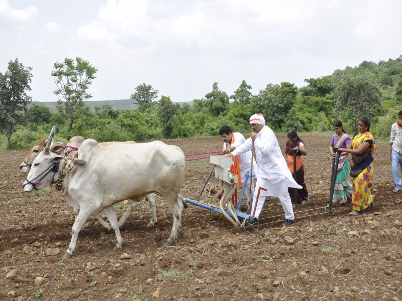 34 lakh hectares rabbi crops Sowing is completed in the state | राज्यात रब्बीच्या ३४ लाख हेक्टरवरील पेरण्या उरकल्या