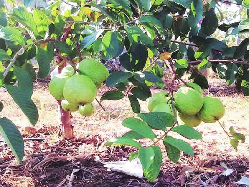 Economic development through Guava cultivation by adding modernity to traditional agriculture | पारंपरिक शेतीला आधुनिकतेची जोड देऊन पेरू लागवडीतून आर्थिक विकास