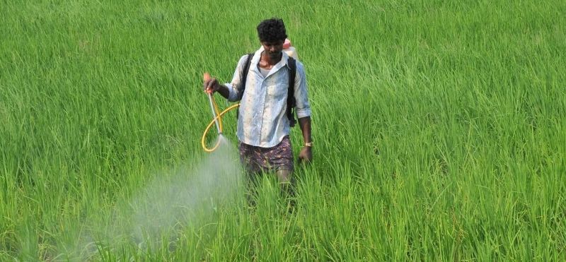 Five pesticides banned, but when will the order come out? | पाच कीटकनाशकावर बंदी, पण आदेश निघणार कधी?