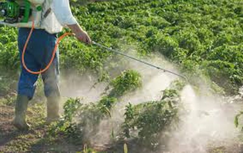 Farmers deprive abaut guidance of pesticide spraying | किटकनाशक फवारणीच्या मार्गदर्शनाबाबत उदासीनता