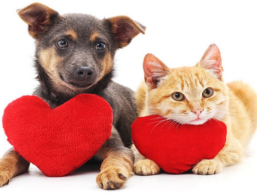 Dogs and cats also donate blood in US and UK, Animal blood banks are made here | 'इथे' कुत्रे आणि मांजरीही करतात रक्तदान, जागोजागी आहेत ब्लड बॅंक!