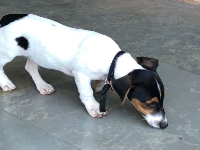 Pune : unknown people stolen the dog, police investigating the case | आता पोलिसांवर आली कुत्र्यांचा शोध घेण्याची वेळ
