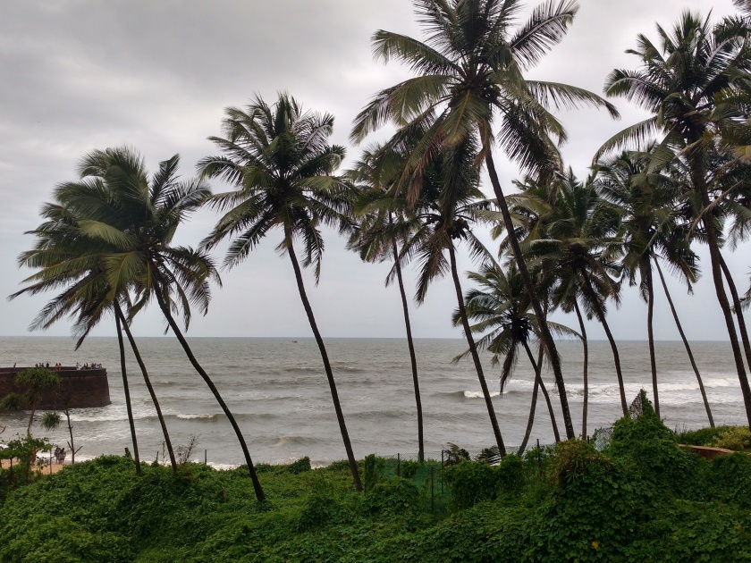 coconut becoms state tree in goa | गोव्यात माडाला राज्य वृक्षाचा दर्जा