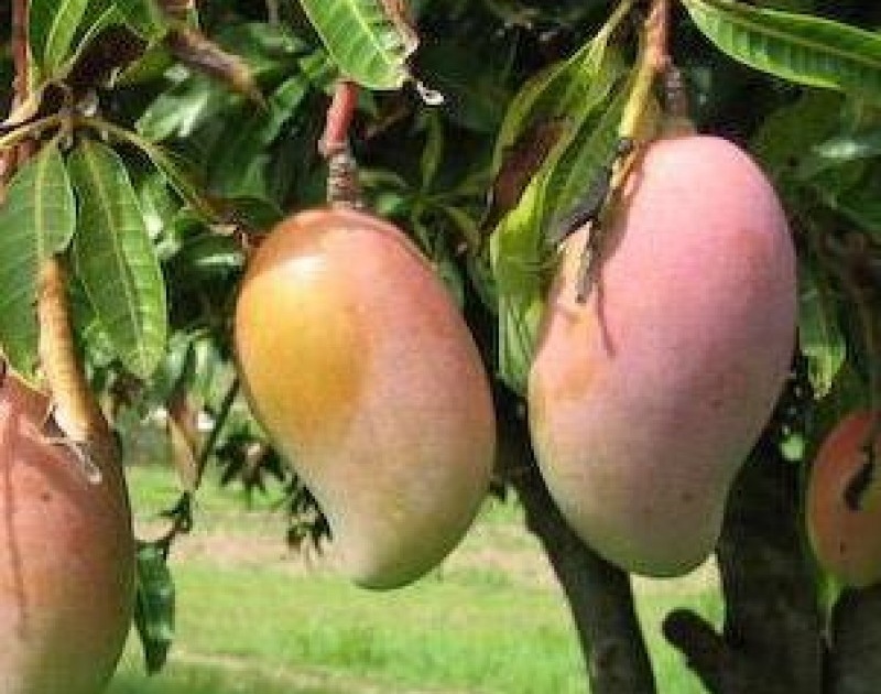 The gardener should take care when mango fruit is ready; | आंबा फळ तयार होताना बागायतदारांनी काळजी घ्यावी; संरक्षण कसे करावे?