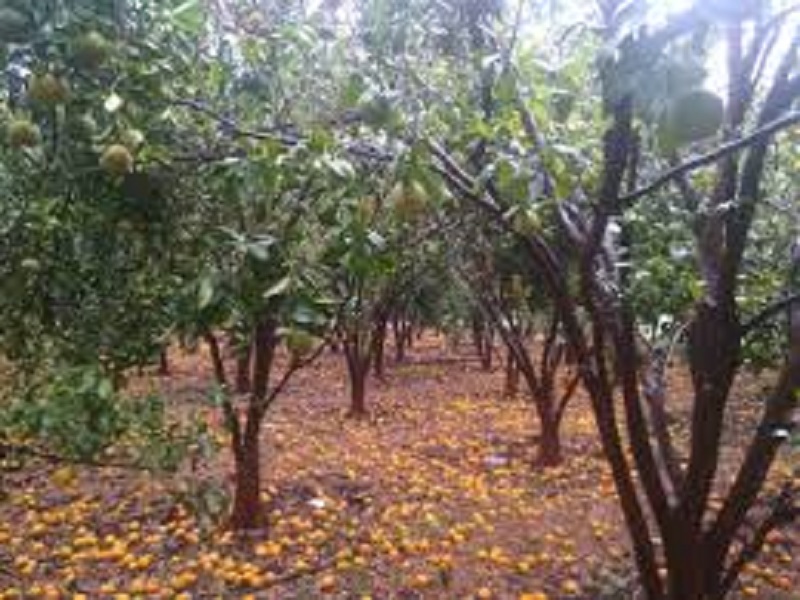 Orchards in Parner, greenhouse panchnama; Farmers waiting for help |  पारनेरमध्ये फळबागा, हरितगृहाचे पंचनामे;  शेतक-यांना मदतीची प्रतीक्षा