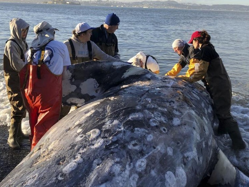 hungry whale dies in philippines 40 kg plastic found in stomach | चिंताजनक अन् दुर्दैवी! व्हेल माशाचा मृत्यू; पोटात सापडलं तब्बल 40 किलो प्लास्टिक