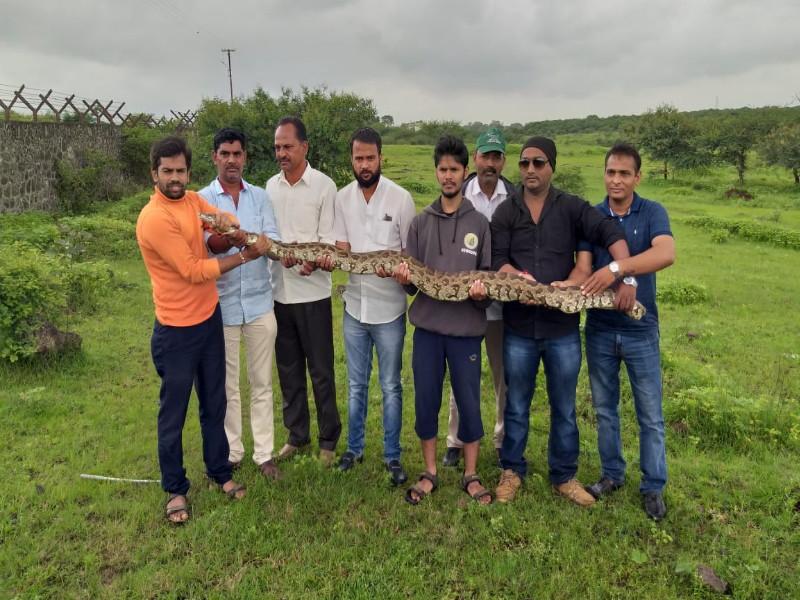 Indian Rock Python snake found in lohgaon | लोहगावात आढळला इंडियन रॉक पायथन अजगर