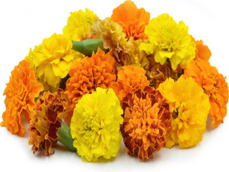 Gudhi padva flowers rate increasing by 50 percent due to Gudhi padva | गुढीपाडव्यामुळे फुलांच्या दरात ५० टक्के वाढ