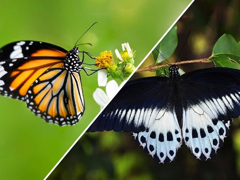 butterflies from all over the country will now be held in hindi | देशभरातील फुलपाखरांचे आता हिंदीत होणार बारसे 