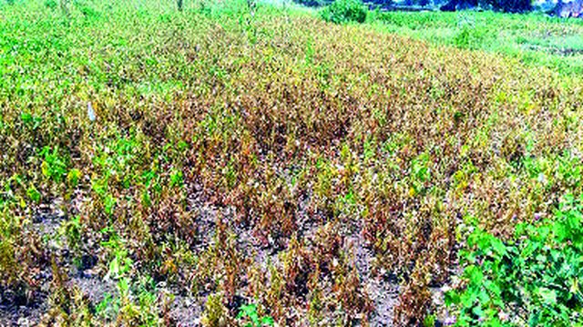 Decrease in production due to hike in Kharif crops | खरिपाच्या पिकांची वाढ खुंटल्याने उत्पादनात घट