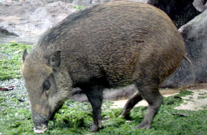 Tamil Nadu team captures 40 pigs | तामिळनाडूच्या पथकाने ४० डुकरांना पकडले