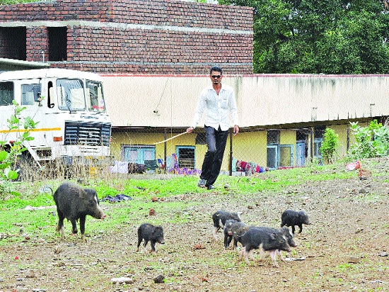  Negligence of the Health Department in Malwa of Satara due to pigs: | डुकरांच्या दहशतीखाली साताऱ्यातील पालक अस्वच्छतेकडे आरोग्य विभागाचे दुर्लक्ष :