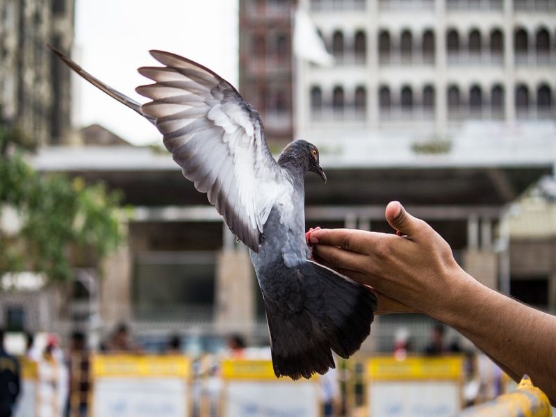 A young man dies while catching a pigeon | कबुतर पकडताना तोल जाऊन युवक मृत्यूमुखी