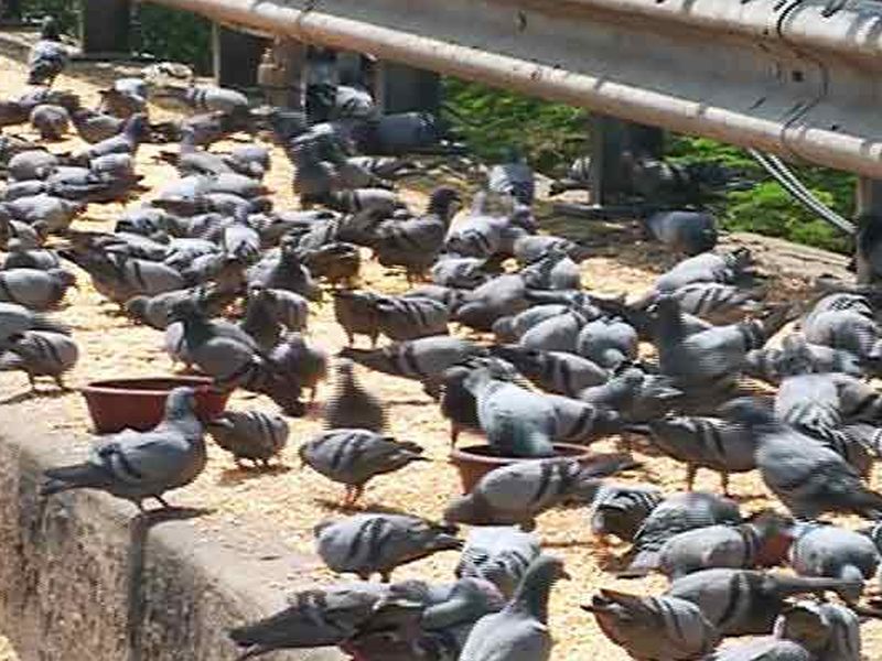 Shiv Sena has run on a pigeon box built in Mumbai | मुंबईत लोढांनी बांधलेल्या कबूतरखान्यावर शिवसेनेनं चालवला हातोडा