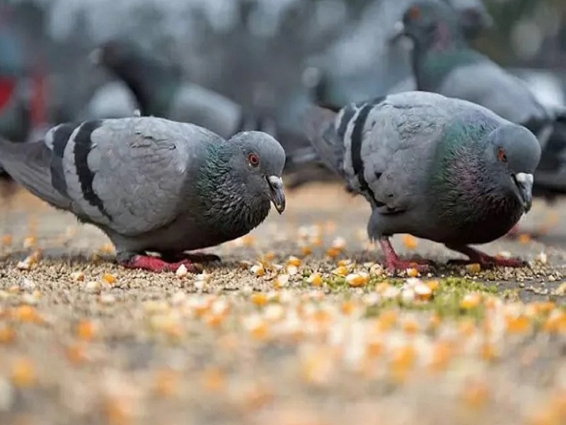Risk of lung due to pigeons The growing number of pigeons is alarming | ‘गुटर-गु’मुळे फुप्फुसाला धोका! कबुतरांची वाढती संख्या चिंताजनक; वाचा सविस्तर