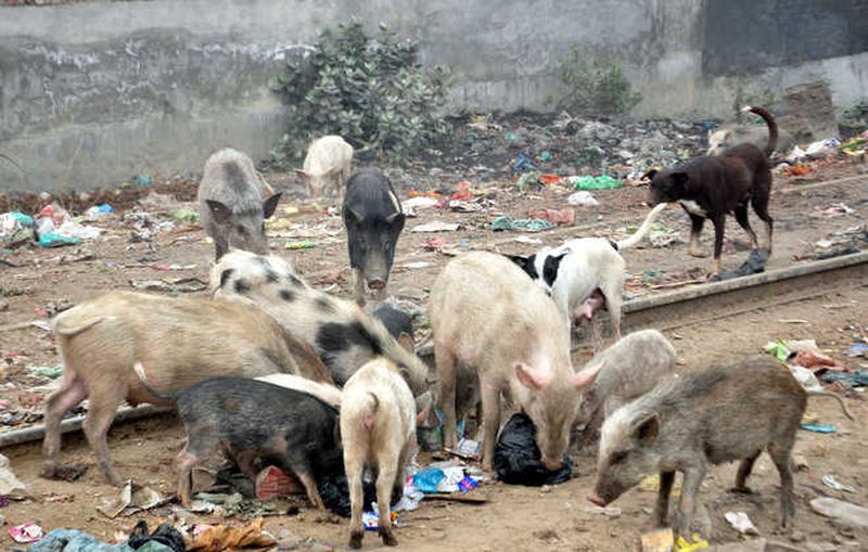 A swarm of pigs in the city of Akola; The commissioner said you suggest the solution! | अकाेला शहरात डुकरांचा उच्छाद; आयुक्त म्हणाल्या तुम्हीच उपाय सूचवा!