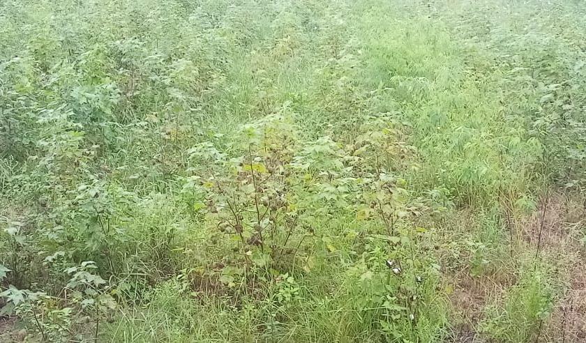 Huge loss of crops due to return rains in Akola | परतीच्या पावसाने पिकांचे प्रचंड नुकसान;  पंचनामे रखडले