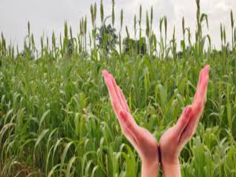One-third percent insurance got of crops in the state | खरिपाच्या एकतृतीयांश पीकक्षेत्राचा उतरविला विमा