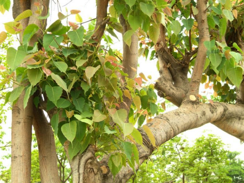Is there a ghost on the peepal tree? Find out! | पिंपळावर मुंज्या असतो?...छेः हो, रात्रीच्या वेळी पारावर न जाण्यामागचं खरं कारण वेगळंच; जाणून घ्या!