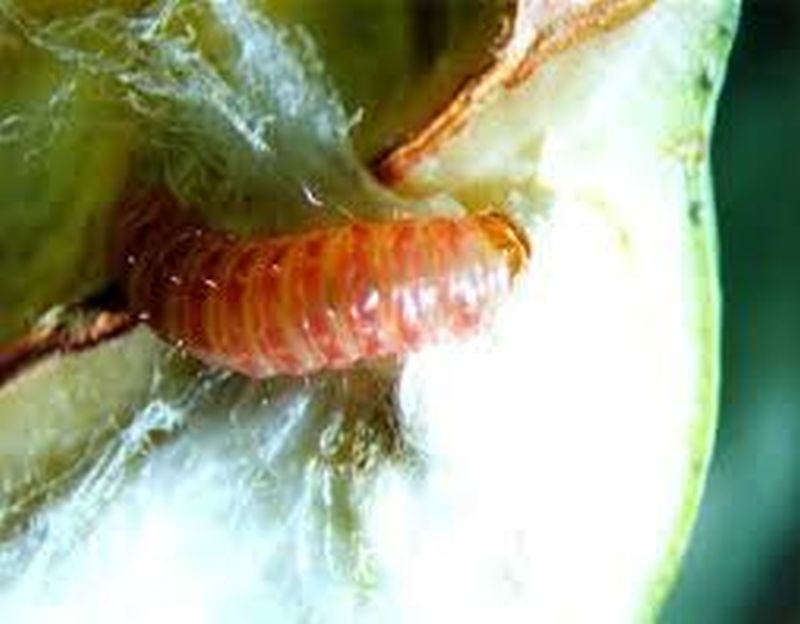 Department of Agriculture to prevent pink bollworm | गुलाबी बोंडअळी रोखण्यात कृषी विभाग तोंडघशी 