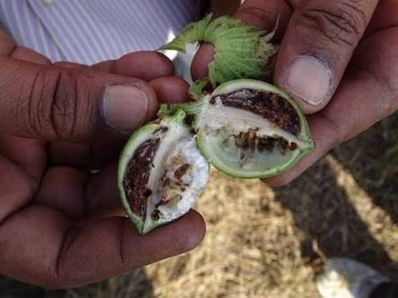 Pink Bollworm outbreak on cotton in Akola district | कपाशीवर गुलाबी बोंडअळीचा प्रकोप वाढला!