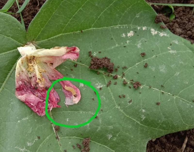 Pink Bollworm on cotton crop! | कापूस पिकावर गुलाबी बाेंडअळीची चाल!