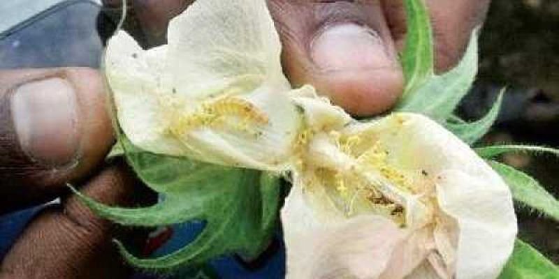 Pink Bollworm Attack On Cotton Increases | अमावस्येनंतर कपाशीवर गुलाबी बोंडअळीचे आक्रमण वाढले !