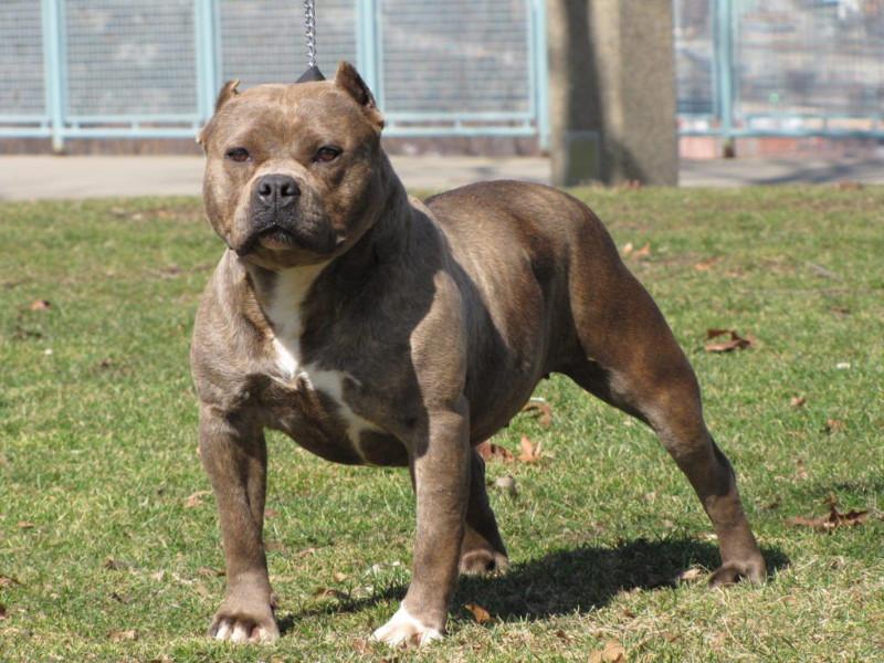 Pitbull dog unleashed owner charged | "धर याला, चाव, छू..." पिटबुल कुत्रा अंगावर सोडला, मालकावर गुन्हा दाखल