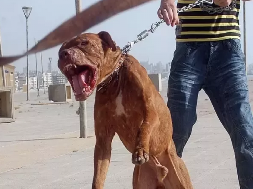 Pitbull dog attacks woman in Gurugram; scratched her head | गुरुग्राममध्ये पिटबुल कुत्र्याचा महिलेवर जीवघेणा हल्ला; डोक्यात घुसवले दात अन्..