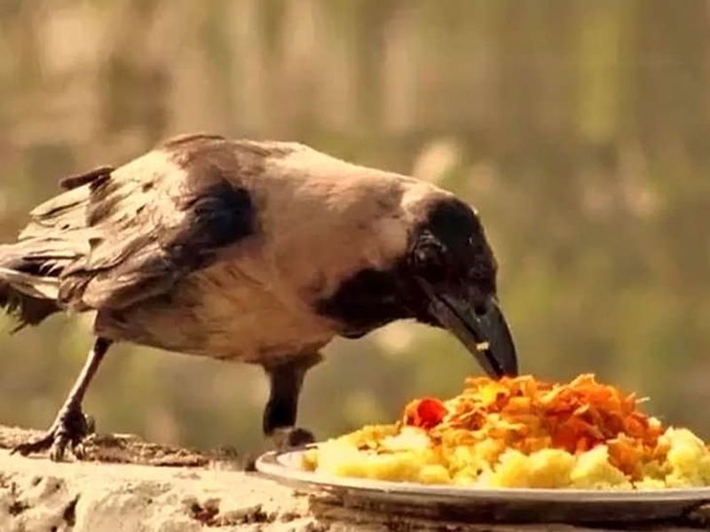 importance of crow in pitru paksha | काकस्पर्श, काकदृष्टीचे पितृपक्षात हे आहे महत्त्व...