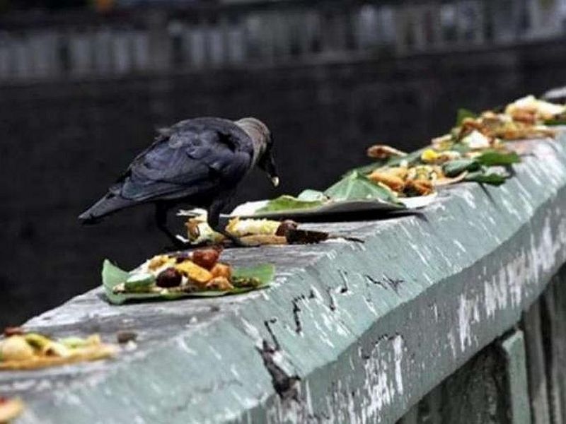 pitru paksha 2019 importance of crow in pitru paksha | Pitru Paksha 2019 : पितृपक्षात काकस्पर्श, काकदृष्टीचे 'हे' आहे महत्त्व