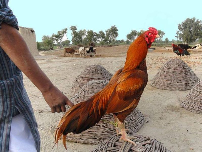 Pakistan's 'chicken scam'; The allegation of corruption being done by the government in the area of poultry | पाकिस्तानमध्ये 'कोंबडी घोटाळा'?; सरकारकडून कोंबडी वाटपात भ्रष्टाचार झाल्याचा आरोप