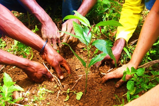 Green Brigade to win Global Warming |  ग्लोबल वार्मिंगवर विजय मिळविण्यासाठी सरसावली ग्रीन ब्रिगेड