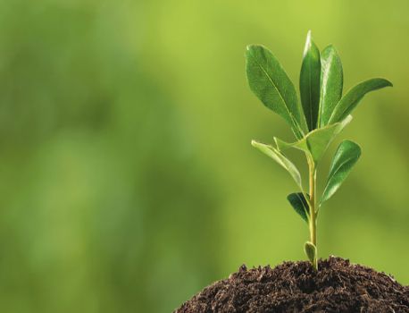 Plant Health Year 2020: take care of plant for your health | Plant Health Year 2020 : आपल्या आरोग्यासाठी जपा झाडांचेही आरोग्य