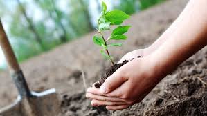  Let the trees grow and what do we do ...? | झाडे सरकारने लावायची आणि आम्ही काय करायचे...?