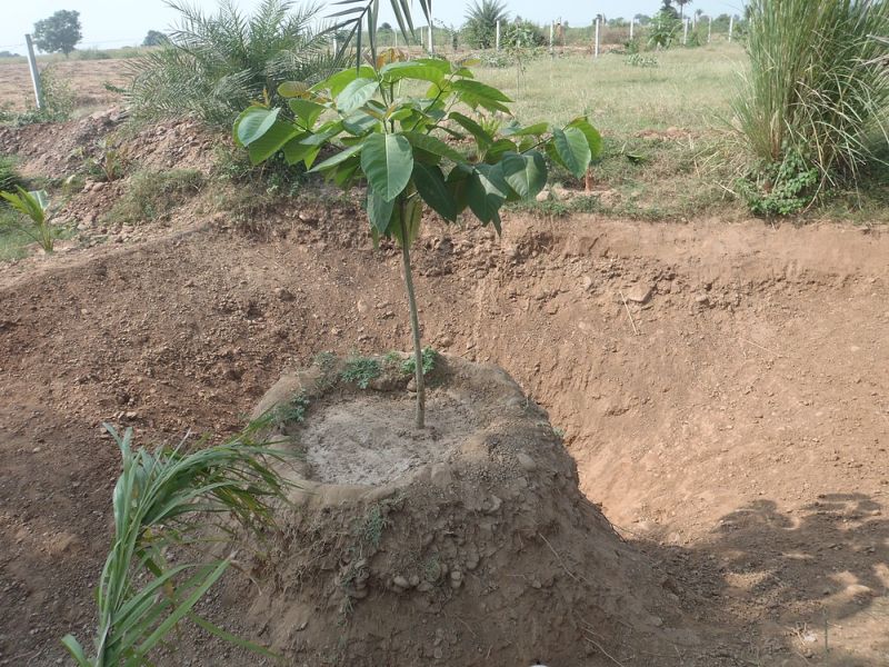 The permission of the Agriculture Officer of the Panchayat Samiti to plant trees on the causeway is valid | बांधावर झाडे लावण्यासाठी यापुढे पंचायत समितीच्या कृषी अधिकाऱ्याची परवानगी ग्राह्य
