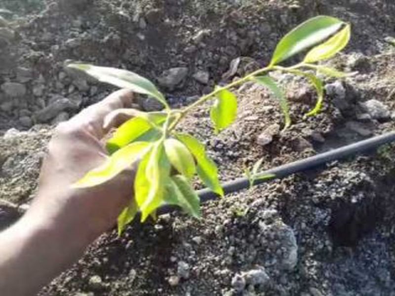 Doctor's unique program to grow the tree like a child | झाडाला मुलासारखे वाढविण्याचा डॉक्टरांचा अनोखा उपक्रम