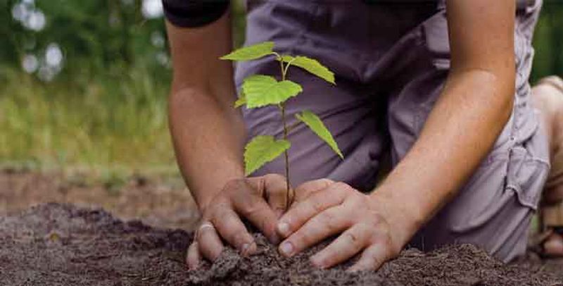  Planting of 6 lakh trees under the Malegaon Forest circul | मालेगाव वन परीक्षेत्रातंर्गत होणार ६ लाख वृक्षांची लागवड