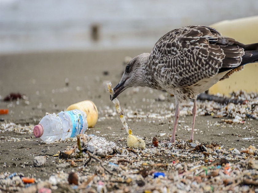 Plastic birds in the ocean | सागरी पक्ष्यांच्या पोटातही प्लॅस्टिक!
